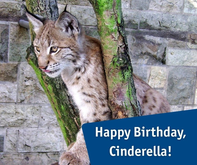 Happy Birthday Cinderalla